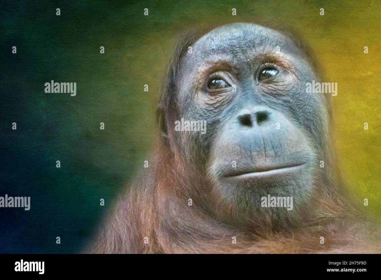 ritratto d'arte di un orangutan Foto Stock