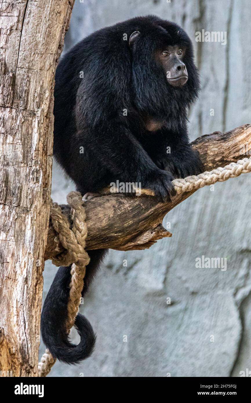 un urlatore nero maschio seduto in un albero Foto Stock