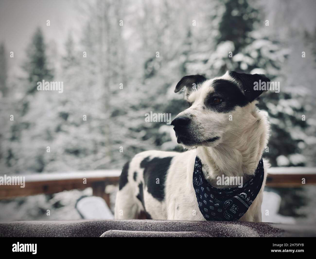 Husky Collie cane mix godere di ritiro in cabina di legno in BC Canada Foto Stock