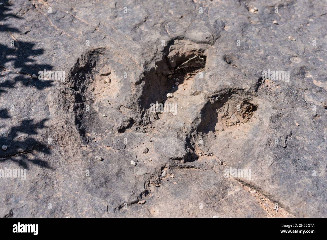 Una pista di dinosauri di therapod nel Bull Canyon Dinosaur Track Trail su una scogliera che si affaccia sul Bull Canyon vicino a Moab, Utah. Foto Stock