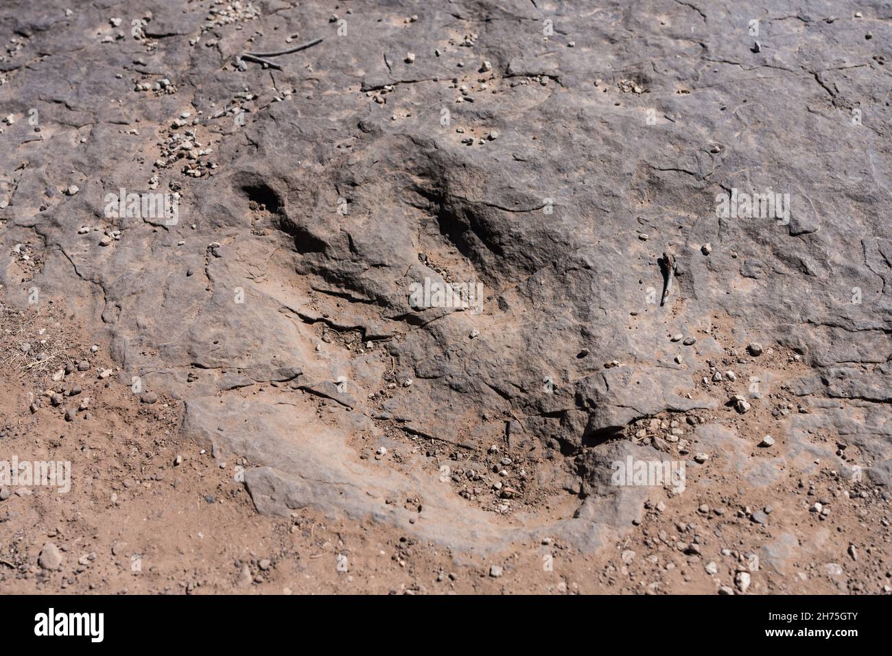 Una pista di dinosauri di therapod nel Bull Canyon Dinosaur Track Trail su una scogliera che si affaccia sul Bull Canyon vicino a Moab, Utah. Foto Stock