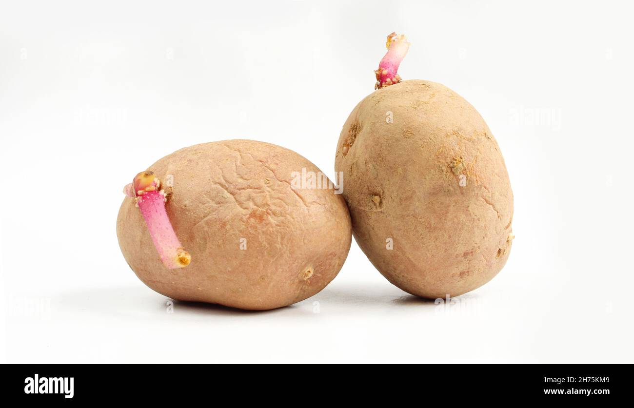 Due patate germinanti rughe isolate su sfondo bianco. Verdure germogliate Foto Stock