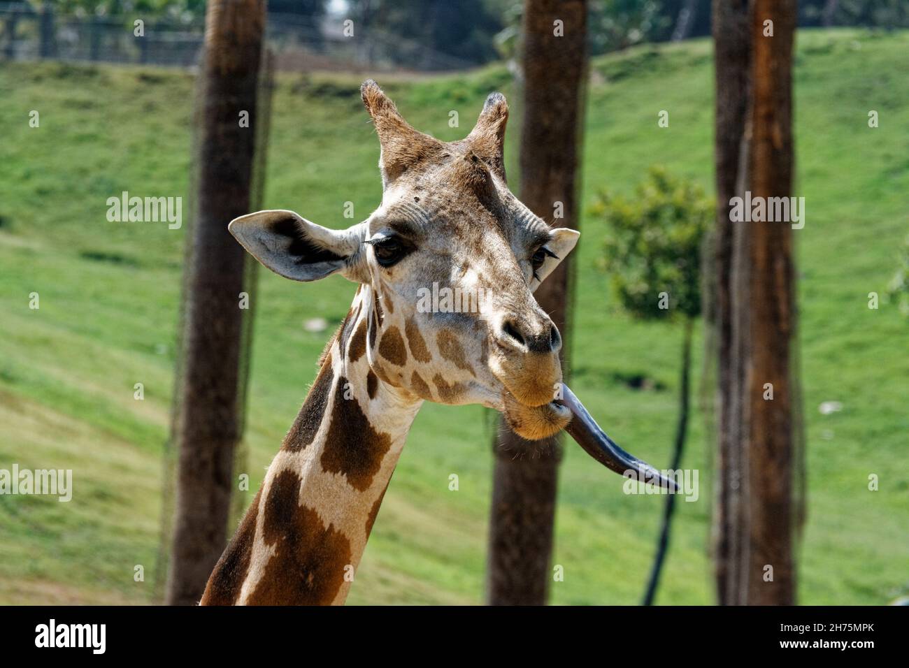 Closeup shot di una simpatica giraffa che attacca la sua lingua fuori Foto Stock