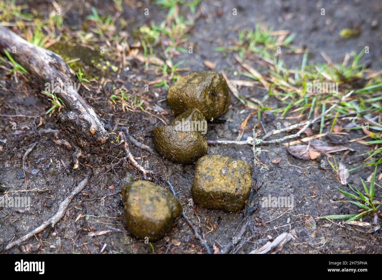 Comune Wombat Vombatus ursinus Cradle Mountain National Park, Tasmania, Australia 18 novembre 2019 SCAT: Notare la forma quadrata. Vombati Foto Stock