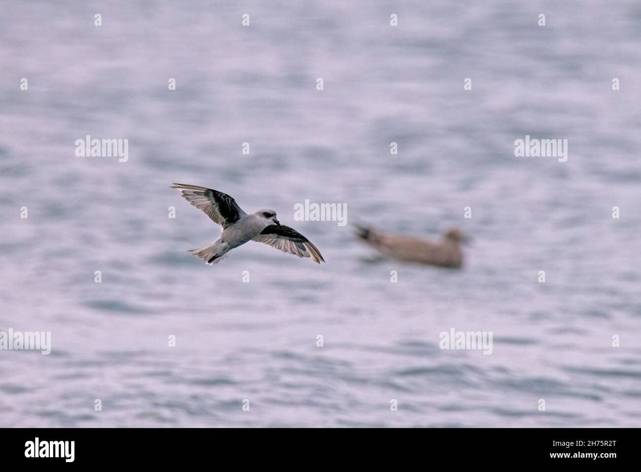 Storm-Petrel Hydrobates forchetta Homer, Alaska, USA 13 Agosto 2021 Adulto in volo. Hydrobatidae Foto Stock