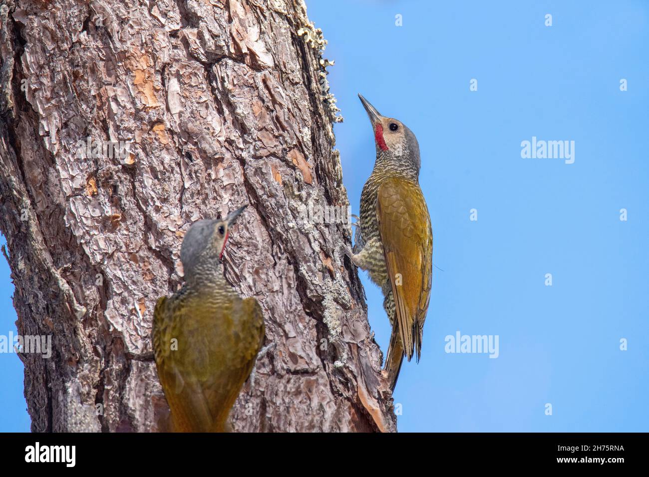 Woodpecker a corona grigia Colaptes auricularis El Tuito, Jalisco, Messico 6 aprile 2021 Maschi adulti Picidae Foto Stock
