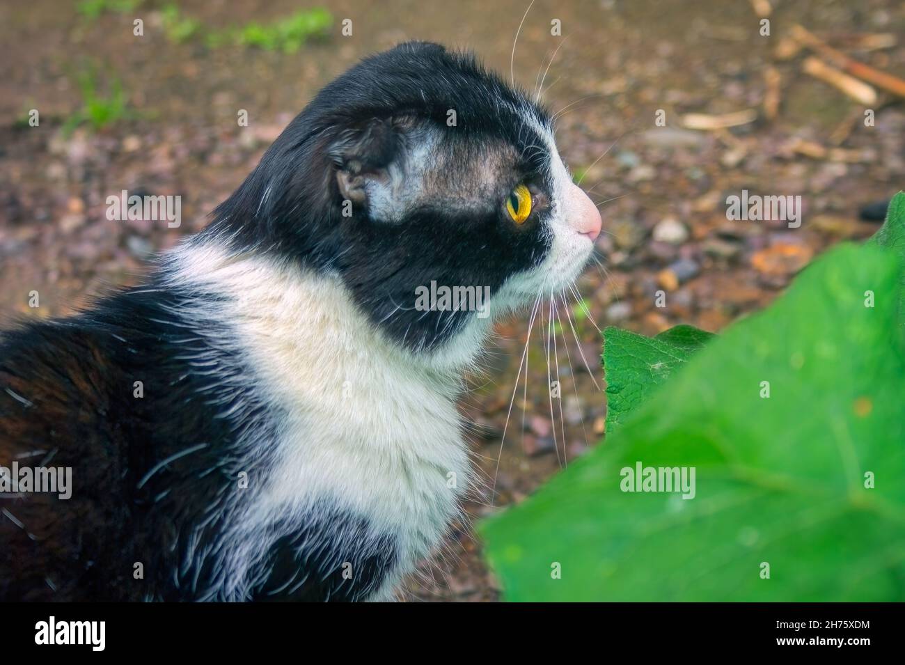 Giovane gatto di colore bianco e nero cammina sulla strada. Bellissimo gatto bianco e nero con occhi gialli Foto Stock