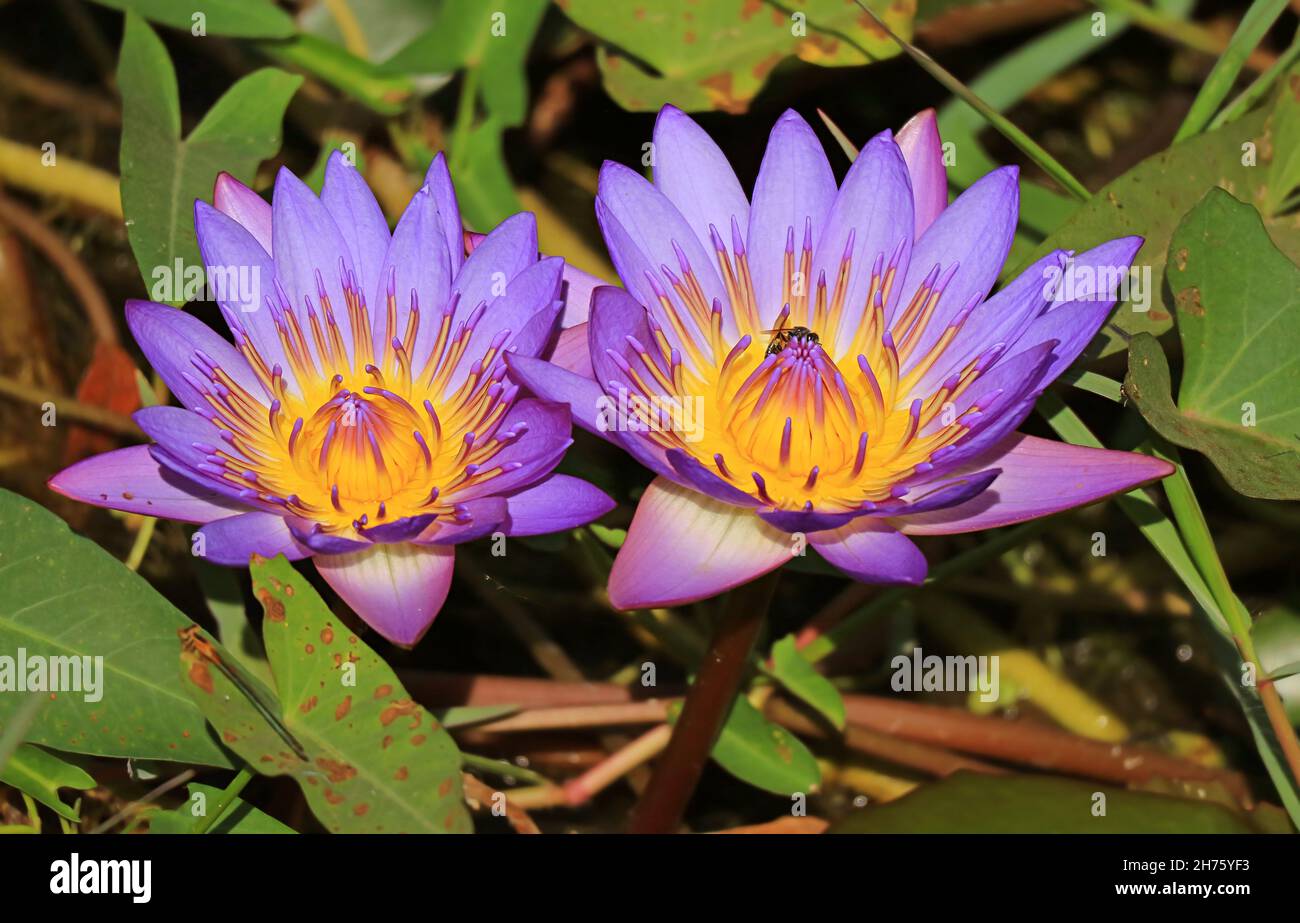 Coppia di gigli d'acqua tropicale viola sbalorditivi nello stagno fra le pastiglie verdi del giglio Foto Stock
