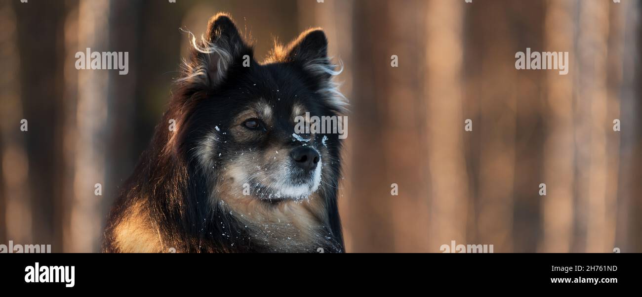 Ritratto di un Lapphund finlandese. Messa a fuoco selettiva e profondità di campo. Foto Stock