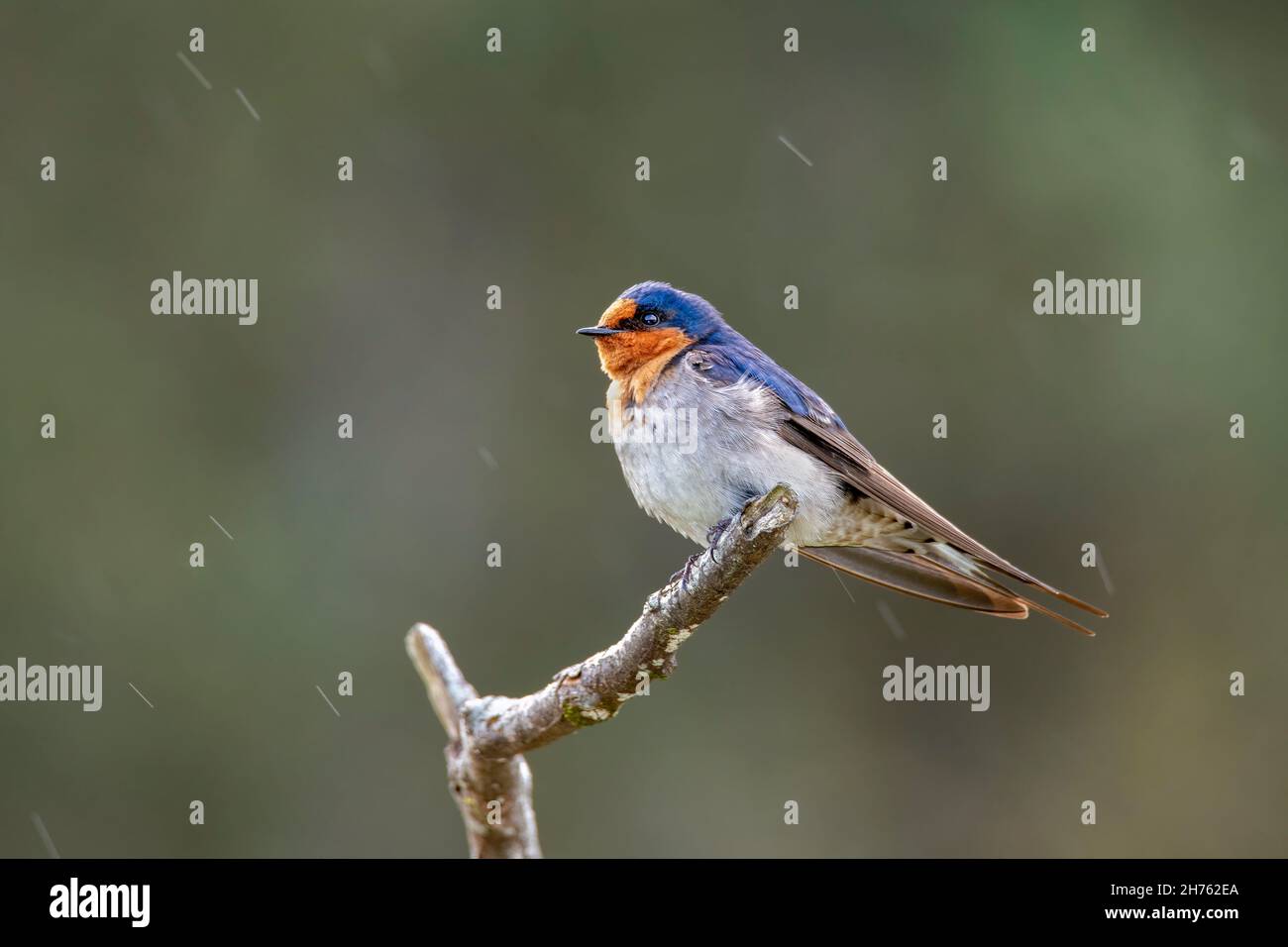 Benvenuti Swallow Hirundo Neoxena Mountain Valley, Tasmania, Australia 18 novembre 2019 Adulto Hirundinidae Foto Stock