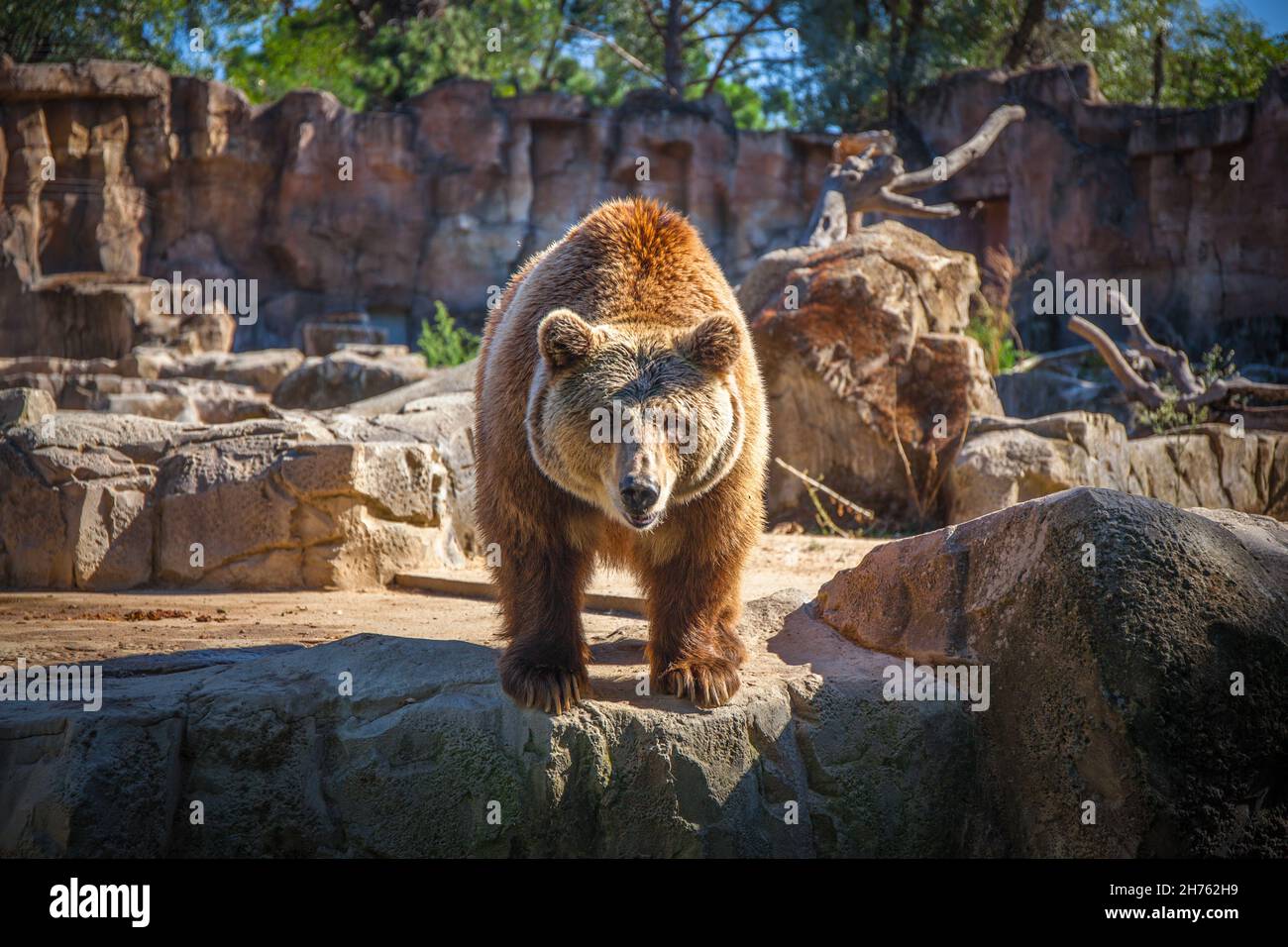 Orso Grizzly nello zoo di Madrid, Spagna. Foto scattata – 26 settembre 2021. Foto Stock