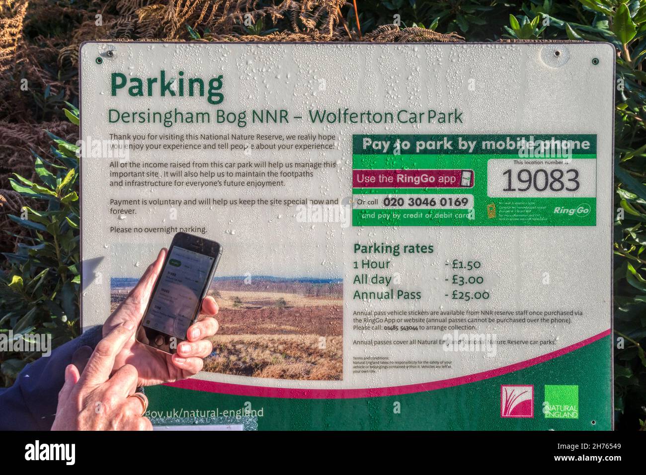 Donna che usa l'app RingGo sul suo telefono cellulare per pagare una tassa di parcheggio al parcheggio Dersingham Bog NNR a Wolferton. Foto Stock
