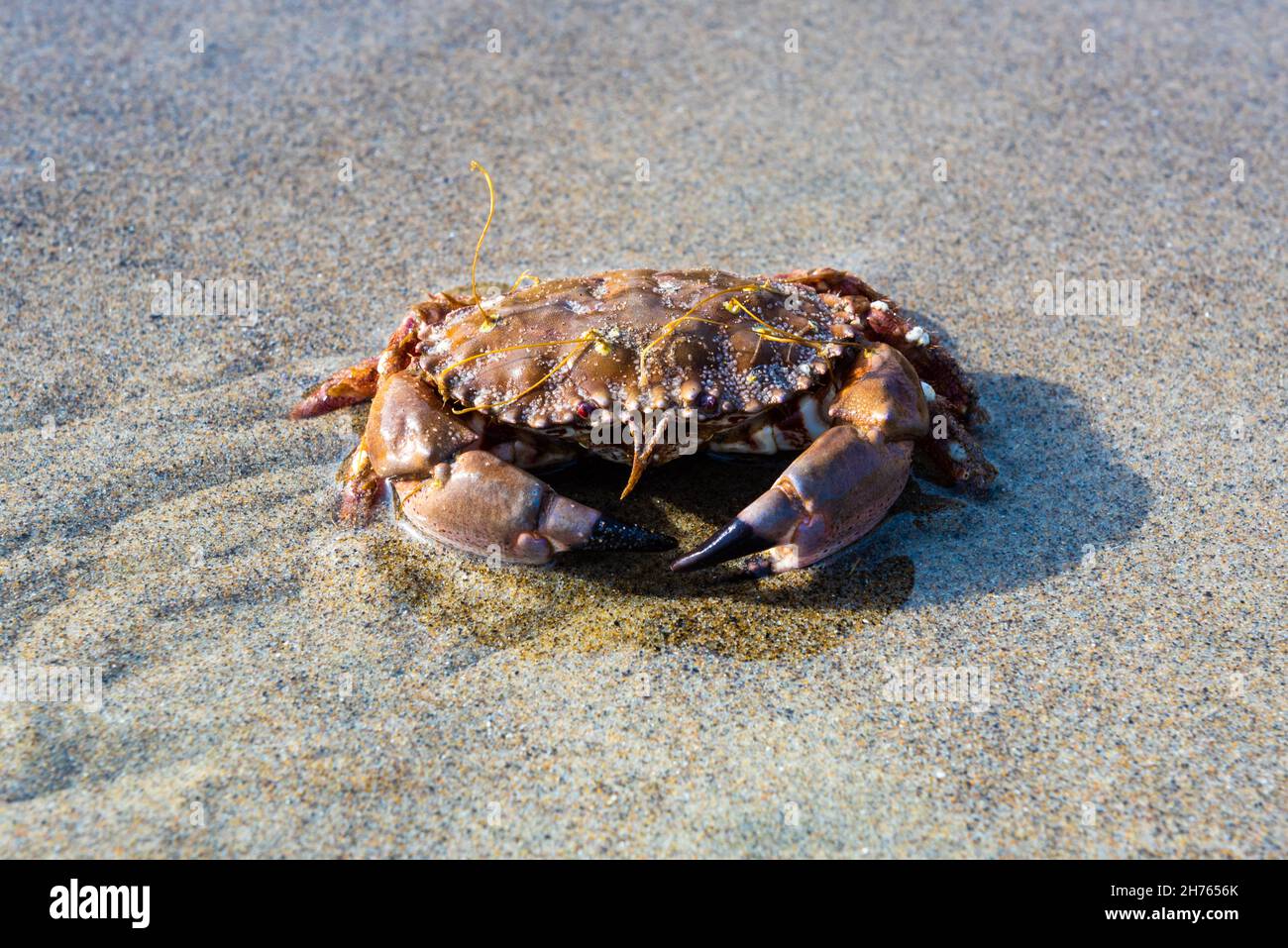 Granchio di roccia del Pacifico su una spiaggia dell'Oregon Foto Stock