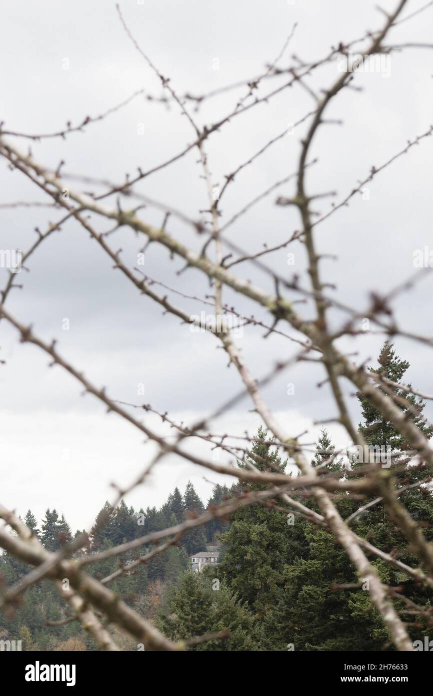 Una casa circondata da alberi in lontananza come visto attraverso rami di un albero. Foto Stock