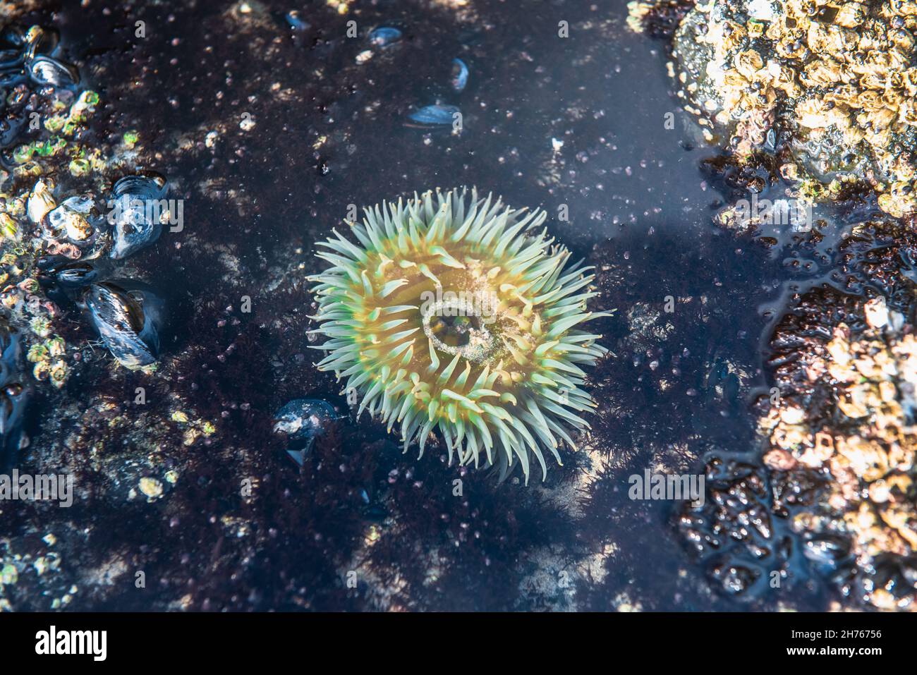 Sea Anemone tutti i tentacoli schierati in una tidapool Foto Stock