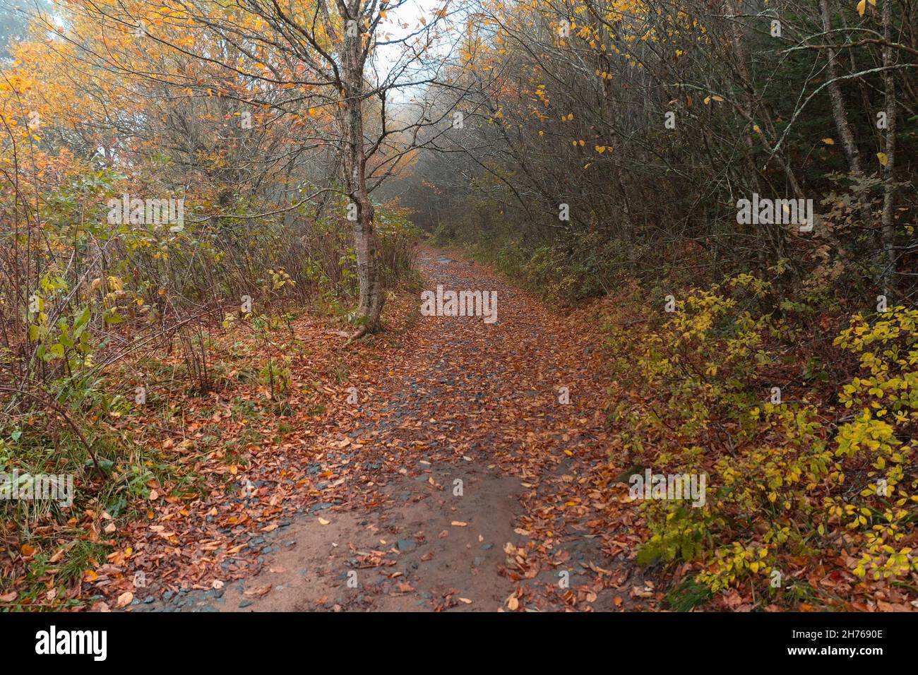 Strada escursionistica che scompare in lontananza. Paesaggio autunnale con la natura. Foto Stock