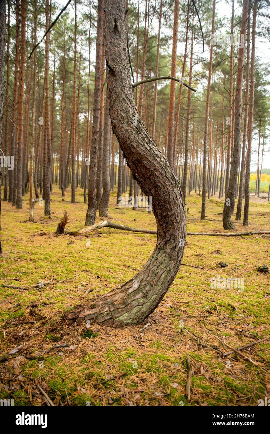 Alberi storto in foresta storta situata in Polonia Foto Stock