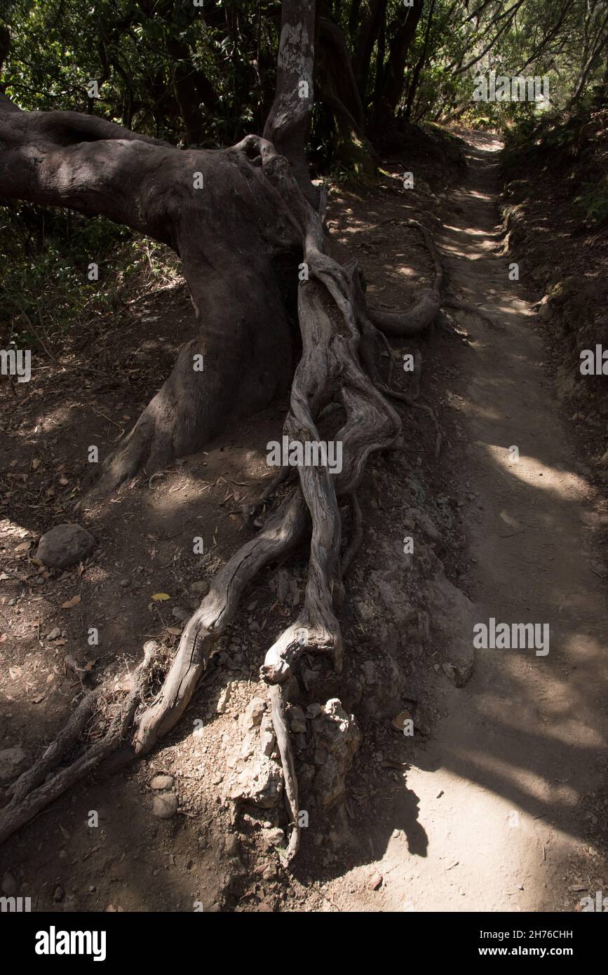 Una foresta subtropicale di alloro copre le altezze di la Gomera delle isole Canarie e sostiene un clima umido tutto l'anno. Foto Stock