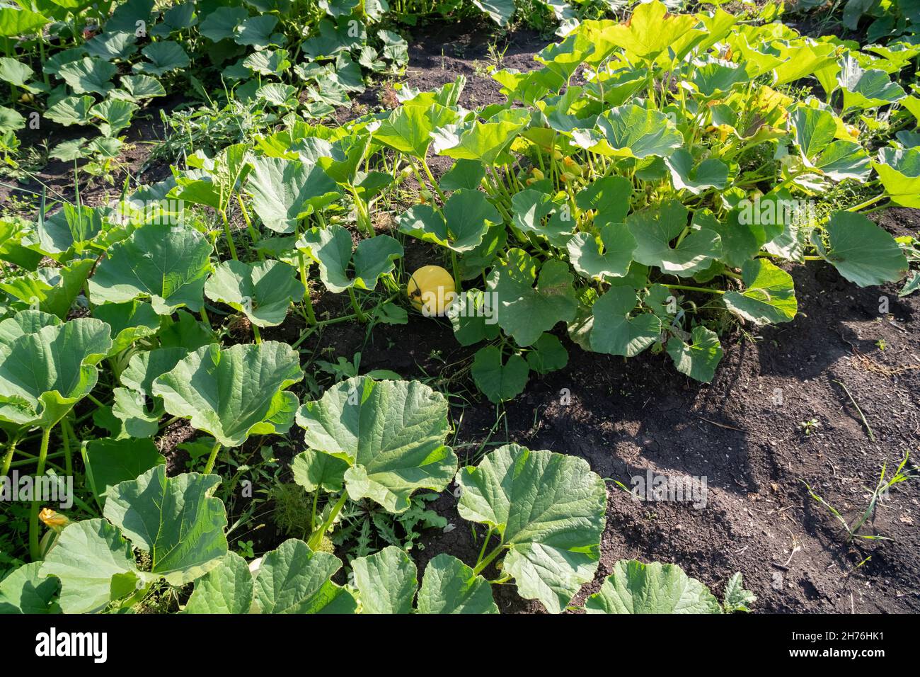 Il gourd di arrampicata cresce in giardino in una giornata estiva soleggiata. Foto Stock
