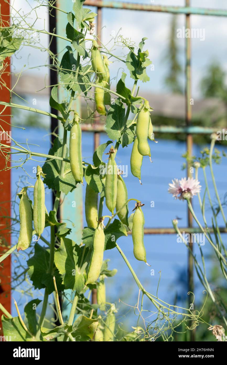 Pisello mature commestibile a podded che si avvolge con un tendril di foglia rigoglioso su un giardino in una giornata estiva durante la stagione di coltivazione. Scatto verticale. Foto Stock