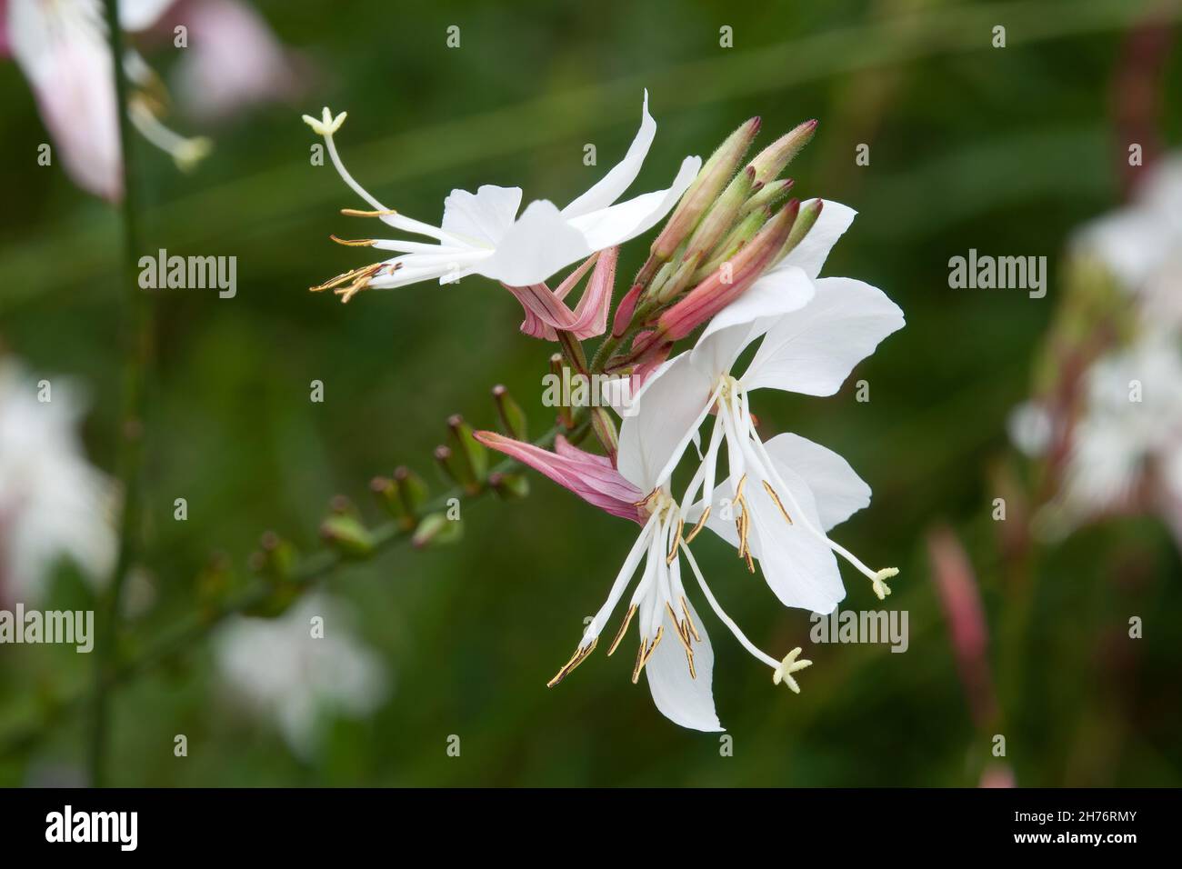 Sydney Australia, fiori bianchi di gaura lindheimeri nativi del Nord america Foto Stock