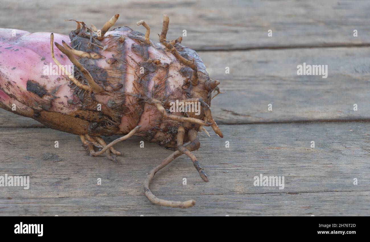 Banana sucker con sistema di radice buono su sfondo di legno con spazio di copia Foto Stock