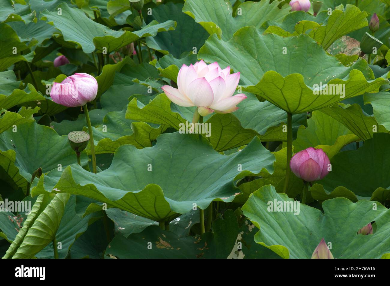 Sydney Australia, fiori rosa e bianchi di un giglio d'acqua di loto Foto Stock