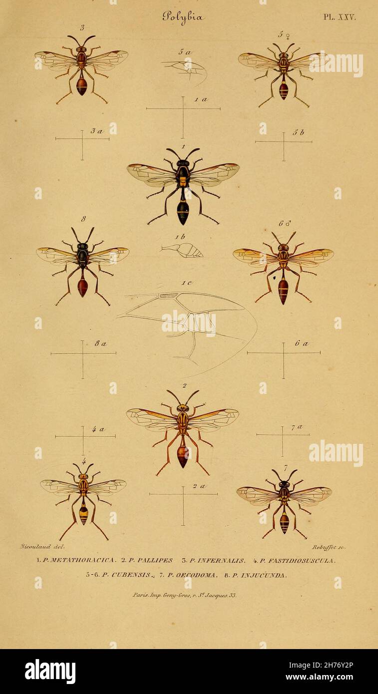 Études sur la famille des vespides / Paris :V. Masson ;1852-1858. https://biodiversitylibrary.org/page/28387703 Foto Stock