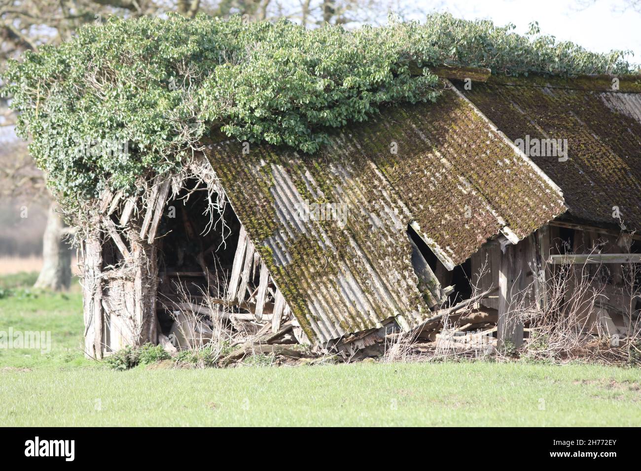 Crollato ex bestiame bovino ridondante rifugio ora isolato su esteso campo monocultura seminabile bordo campo. Storia di agricoltura prova. Ora l'uso della fauna selvatica Foto Stock