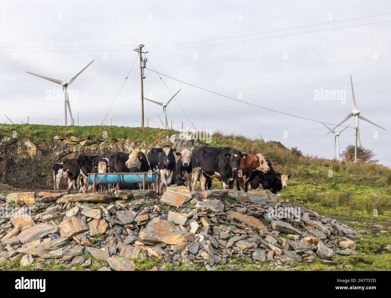 Ballybane, Drimoleague, Cork, Irlanda. 20 novembre 2021. I bovini appartenenti all'agricoltore Christy Keohane di Lacka Caheragh si nutrono accanto alle turbine eoliche di Ballybane, Drimoleague, Co. Cork, Irlanda. - Foto; David Creedon / Alamy Live News Foto Stock