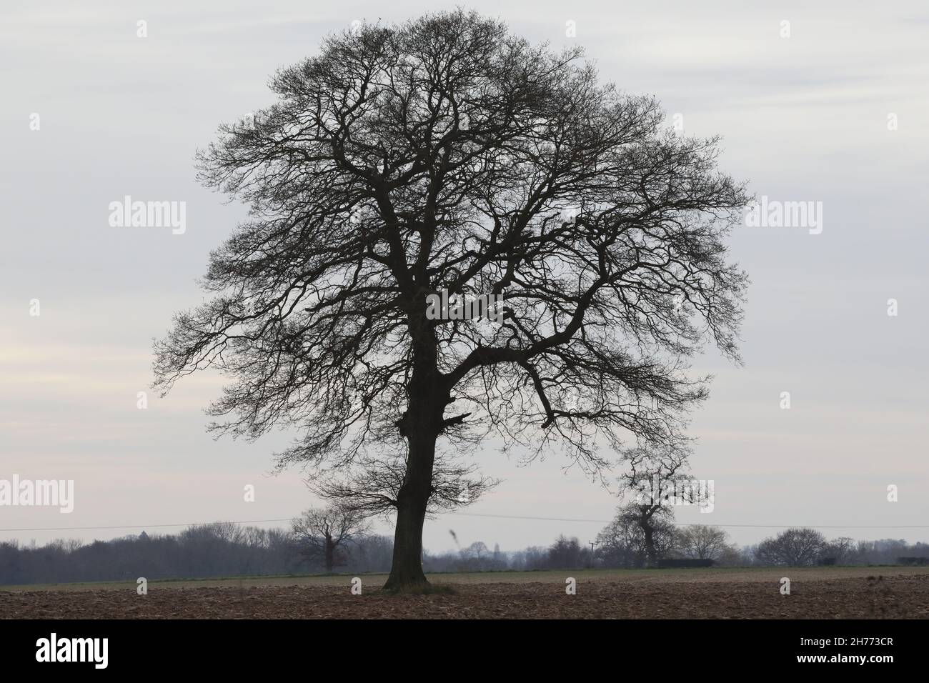 Quercia inglese (Quercus robur). Singolo campione isolato, con altri in fondo distante in silhouette, inverno. Una volta in hedgerows ora è andato. Foto Stock
