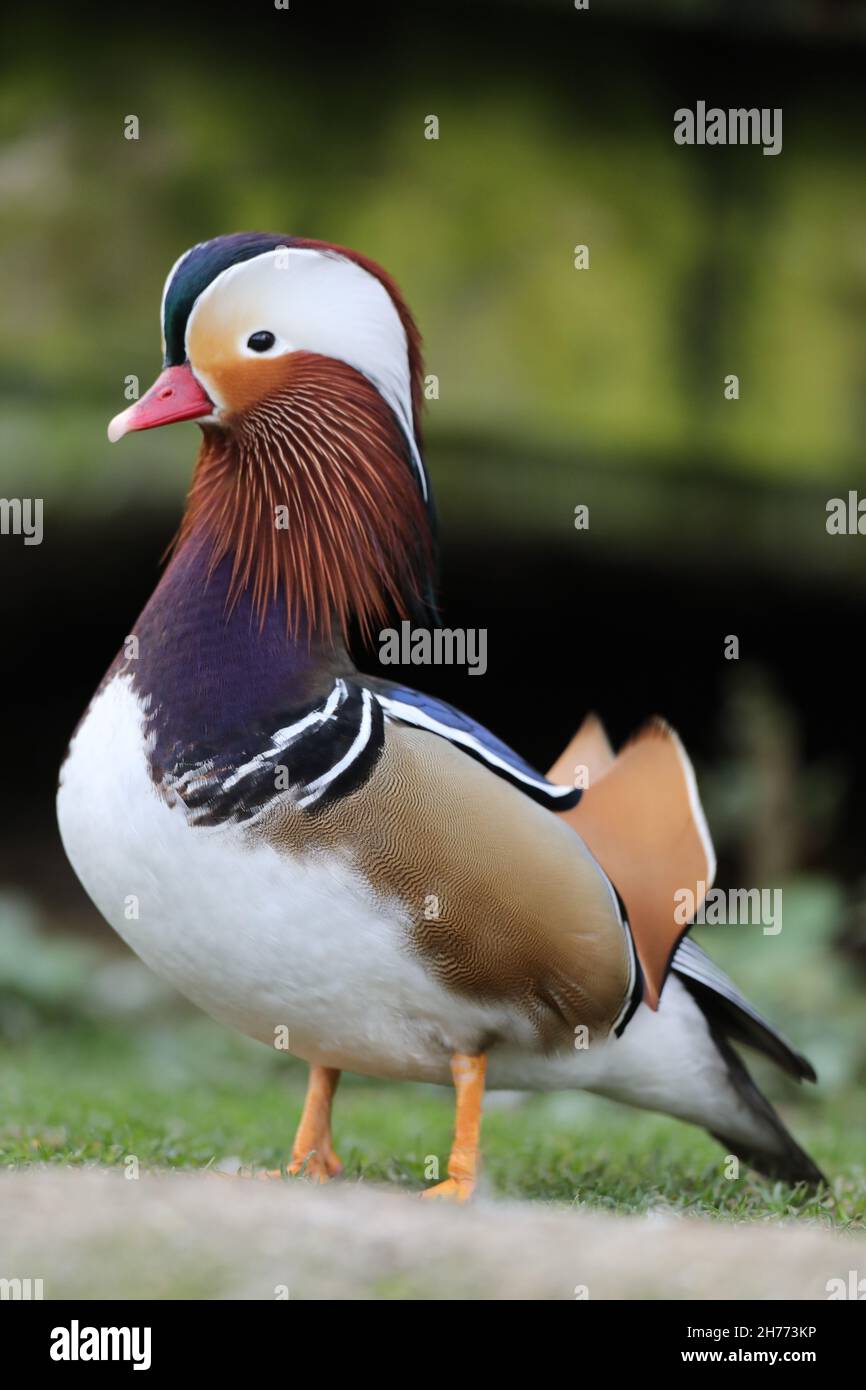 Anatra mandarino (Aix galericulata). Maschio o drake, in piumage di riproduzione. Asia orientale nativa. Ferally fondata nel Regno Unito. Fiumi boscosi e laghi. Foto Stock
