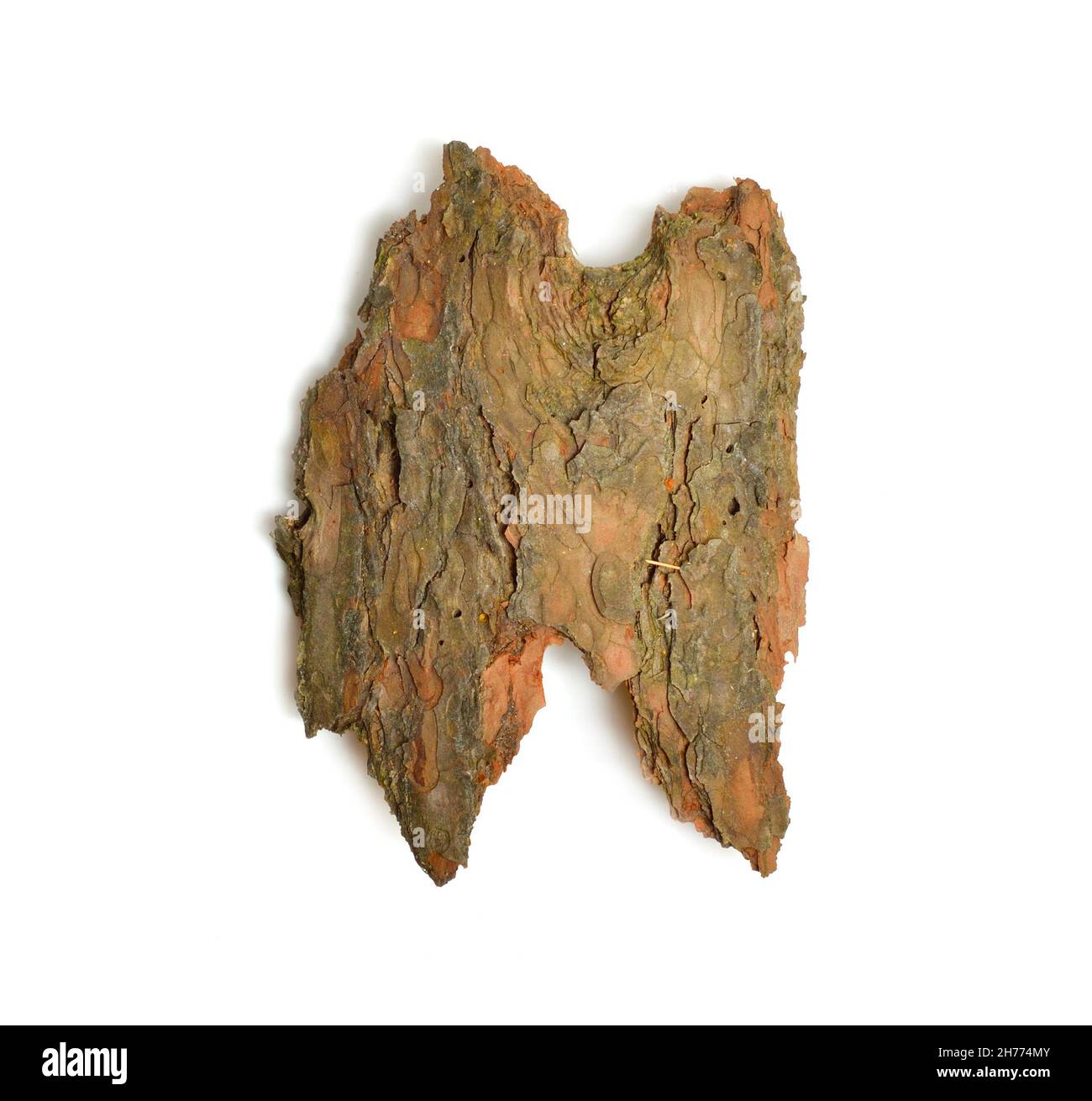 I lati anteriori di un pezzo di corteccia di pino. Isolato su sfondo bianco Foto Stock