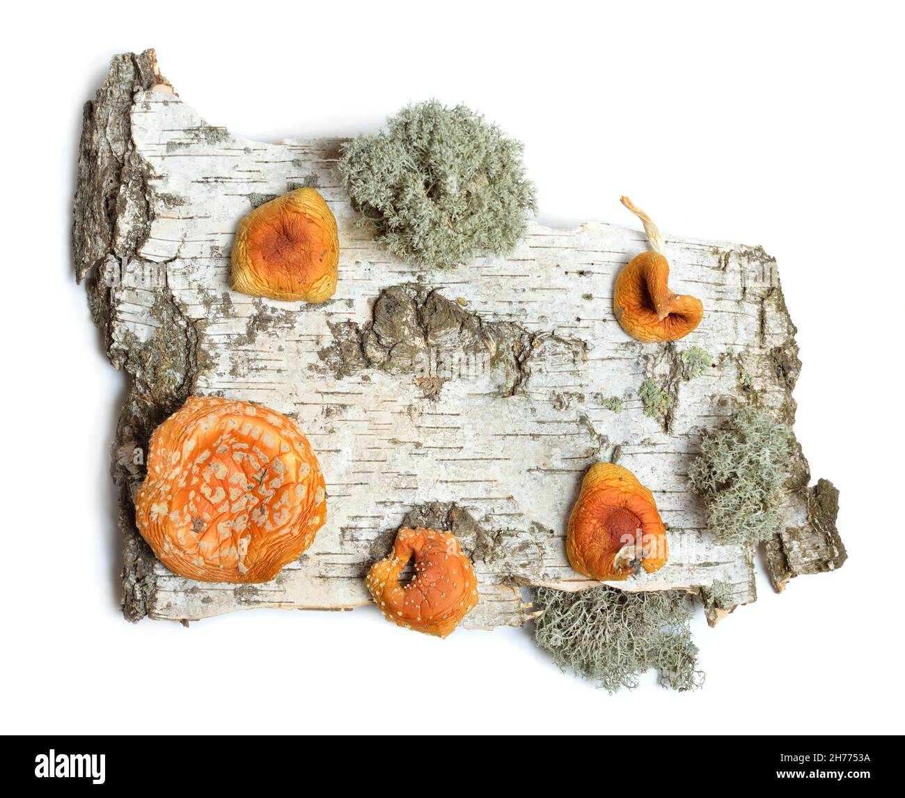 I lati anteriori di un pezzo di corteccia di betulla con Amanita muscaria secca. Isolato su sfondo bianco Foto Stock