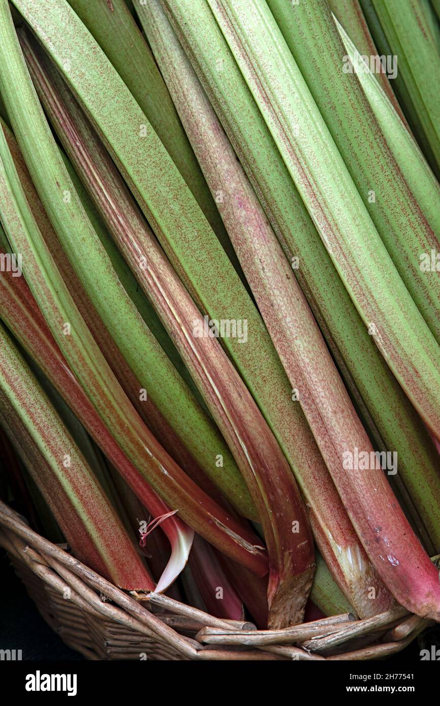 Primo piano di bastoncini di Rhubarb fresco in un cestino Foto Stock