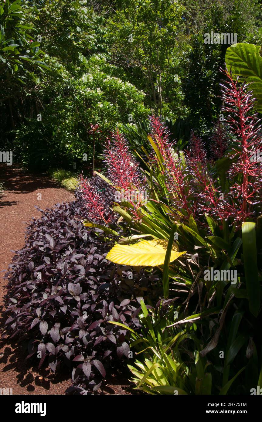 Sydney Australia, giardino con bromeliads fioriti e delimitato da piante di alghe di gioia borgogna Foto Stock