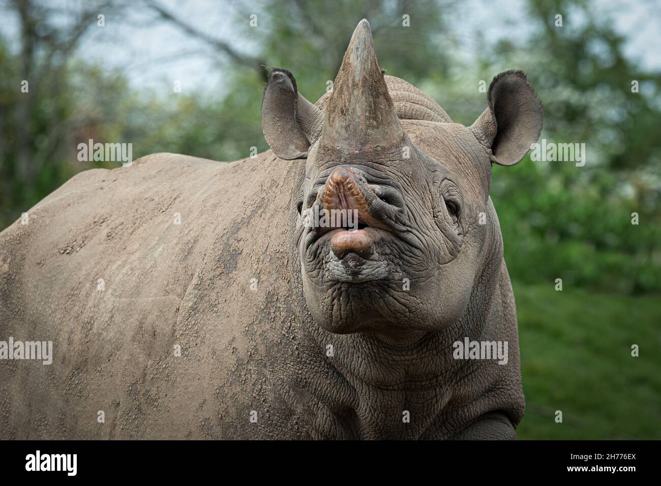 Un primo piano di un rinoceronte nero conosciuto anche come rinoceronte. Si affaccia in avanti ed è una vista ravvicinata del suo volto che mostra il suo labbro superiore prehensile arricciato u Foto Stock