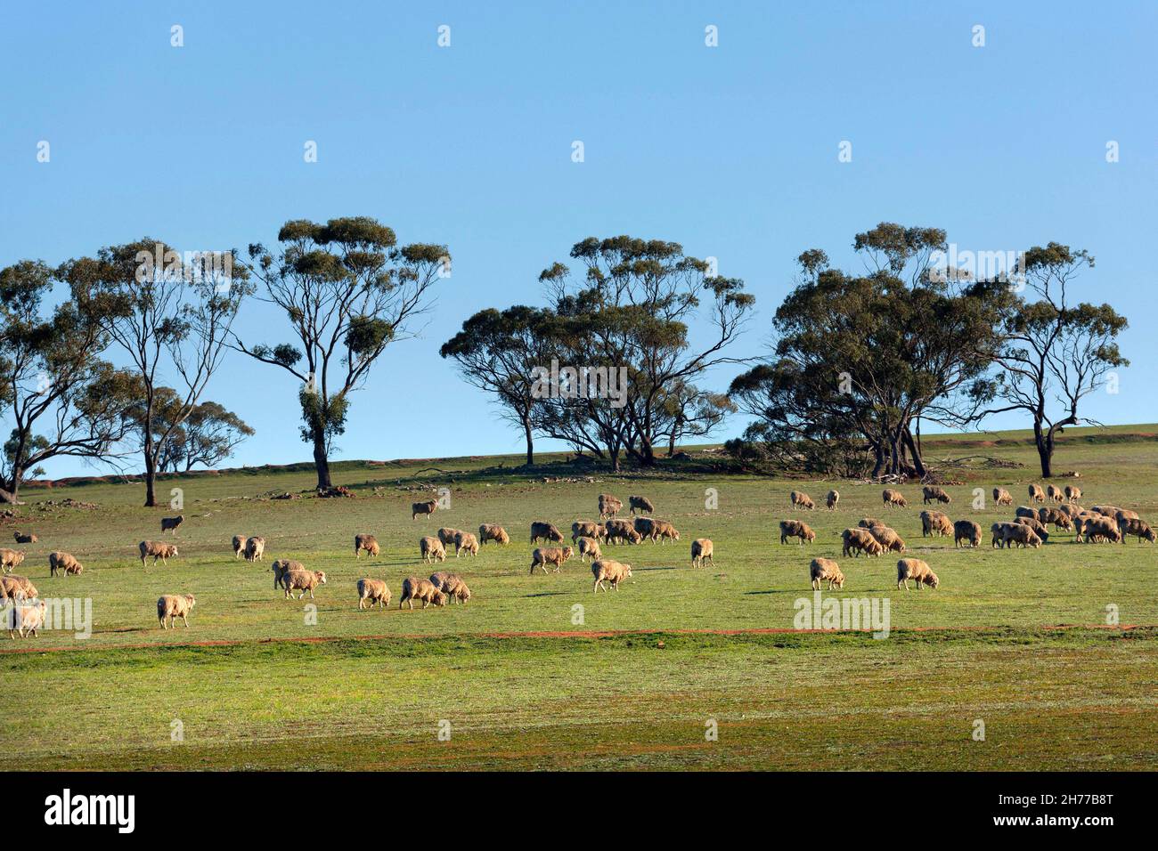 Pecore su terreni agricoli, Australia occidentale Foto Stock