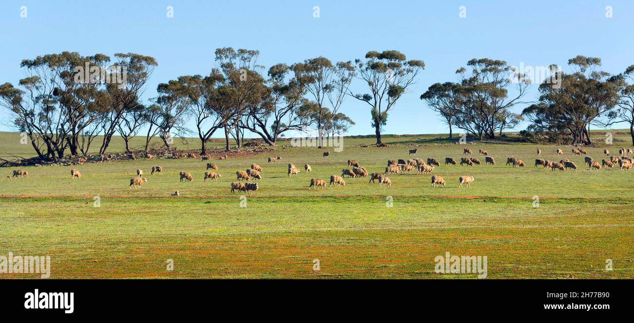 Pecore su terreni agricoli, Australia occidentale Foto Stock