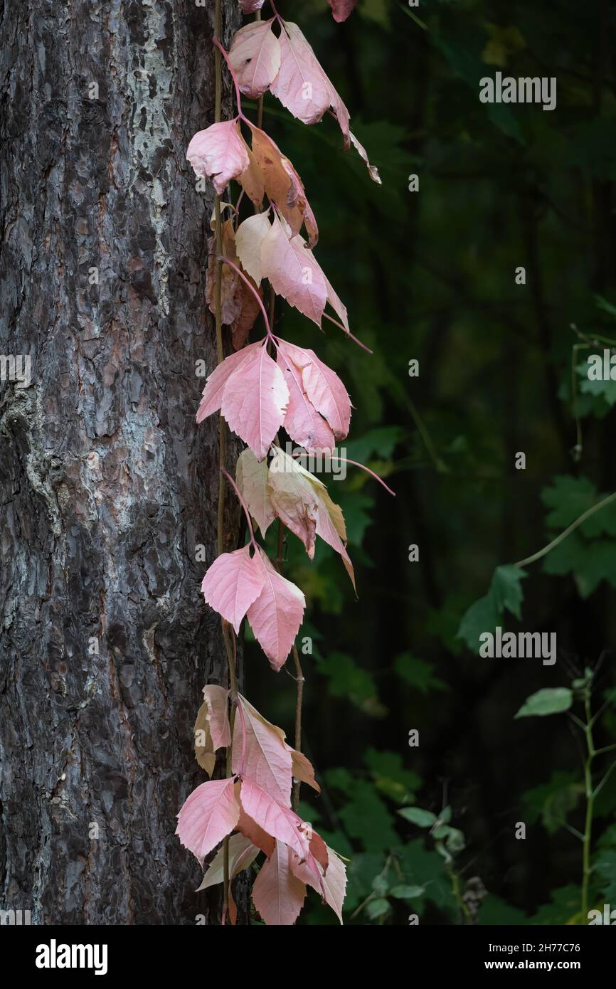 Pianta strisciante con foglie d'autunno su un tronco d'albero. Foto Stock
