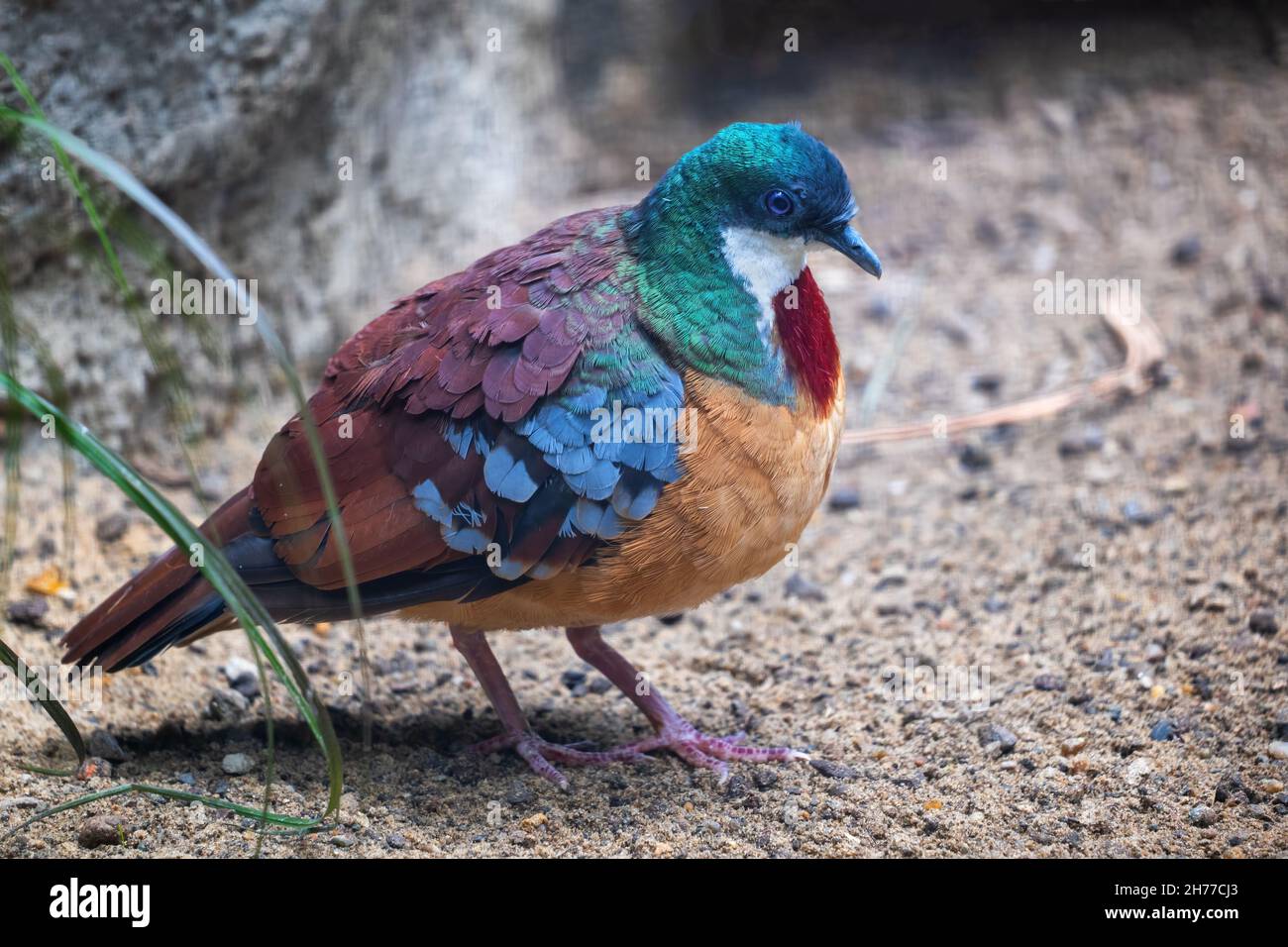 Mindanao sanguinante-cuore (Gallicolumba crinigera) uccello, nomi comuni: Bartlett sanguinante cuore colomba, Barlett sanguinante cuore piccione, famiglia: Columbid Foto Stock
