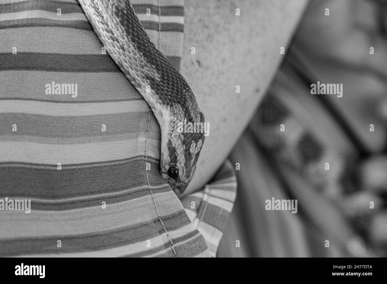 Professionista veterinario che maneggia un serpente non velenoso noto come il serpente di mais durante una classe Foto Stock