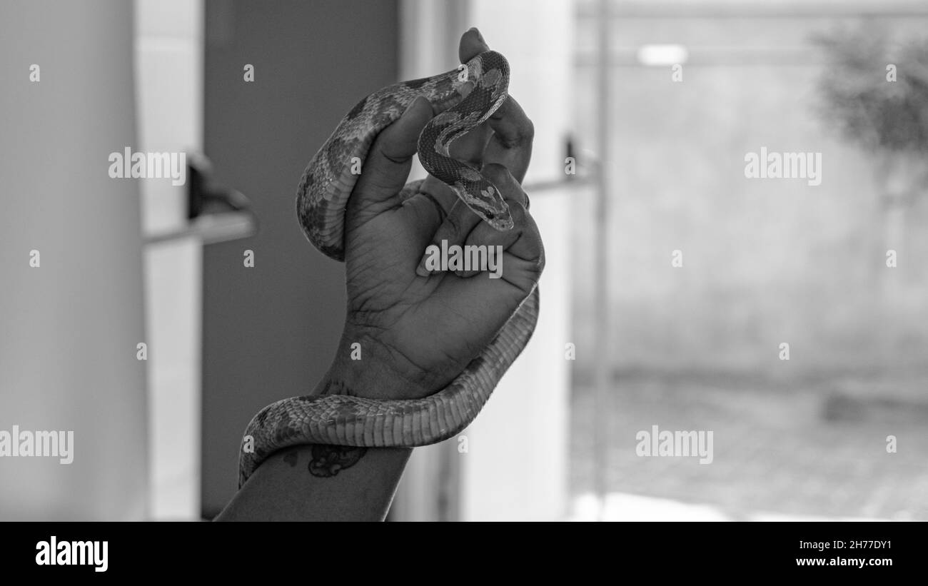 Professionista veterinario che maneggia un serpente non velenoso noto come il serpente di mais durante una classe Foto Stock