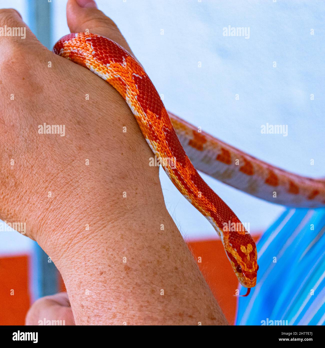 Professionista veterinario che maneggia un serpente non velenoso noto come il serpente di mais durante una classe Foto Stock