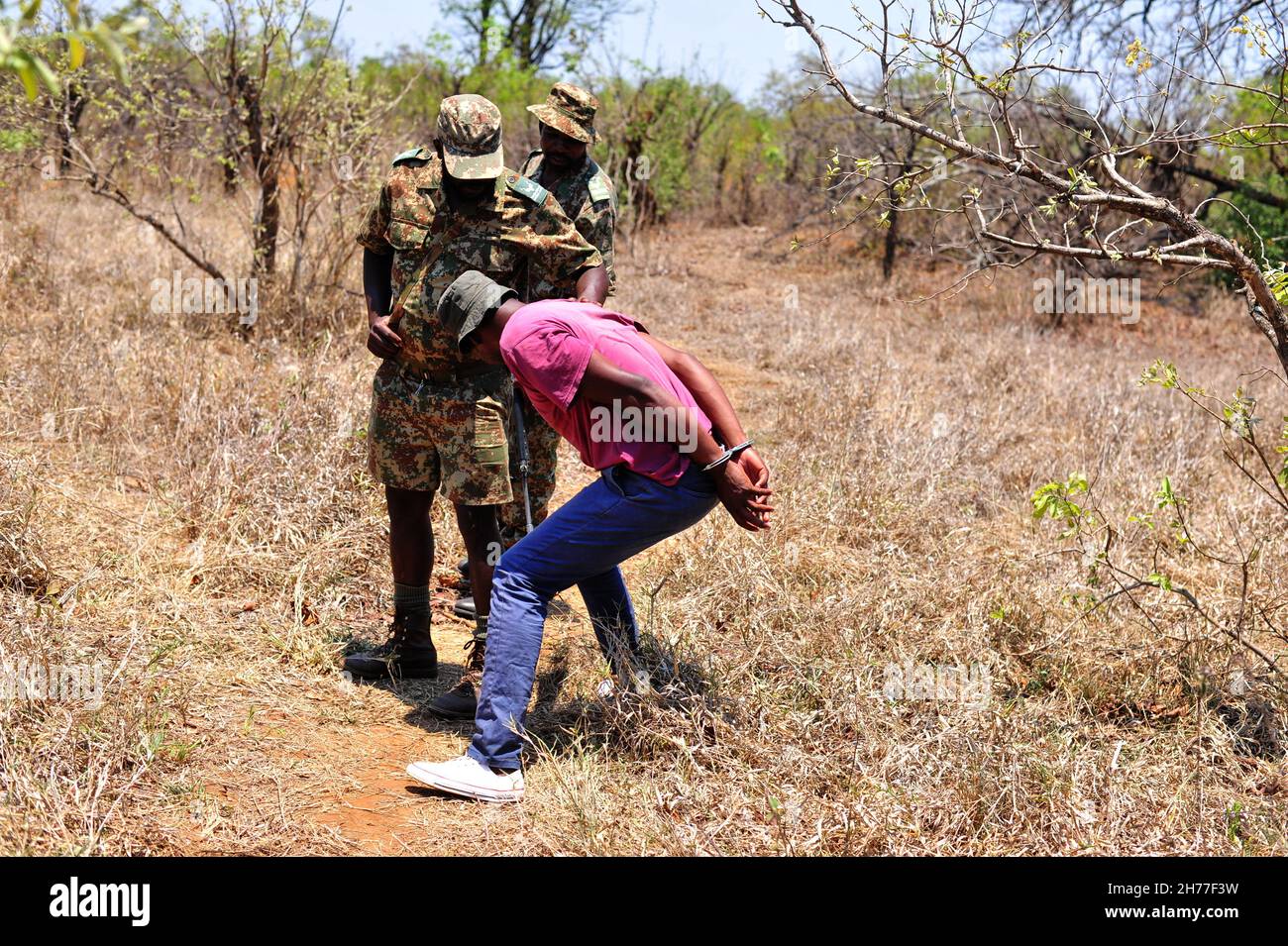 I Rangers simulano un confronto con i bracconieri vicino a Punda Maria nel Parco Nazionale di Kruger. Rangers nella parte settentrionale del parco rimosso di più Foto Stock