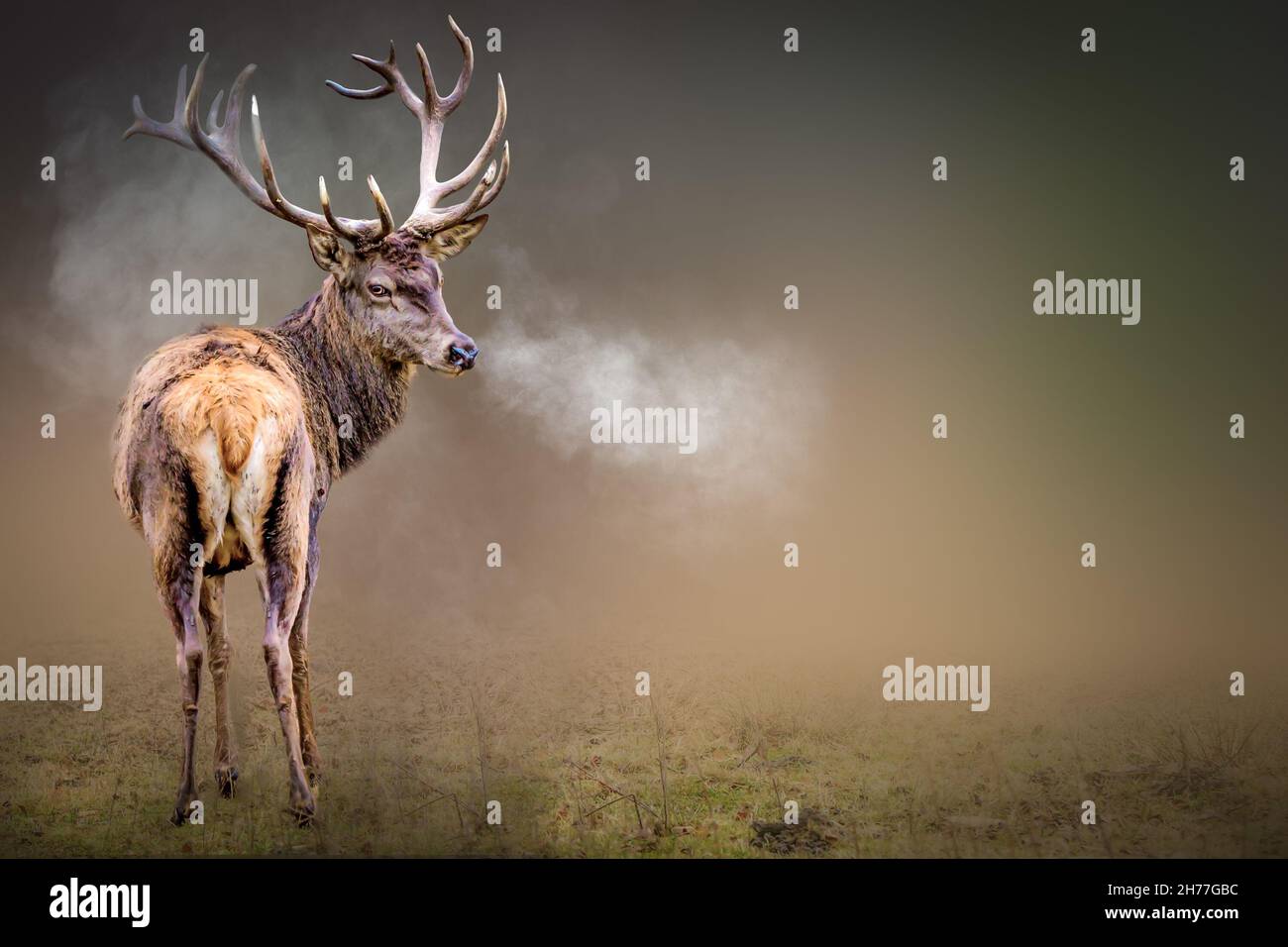 un cervo in una giornata invernale di respiro ghiacciato Foto Stock