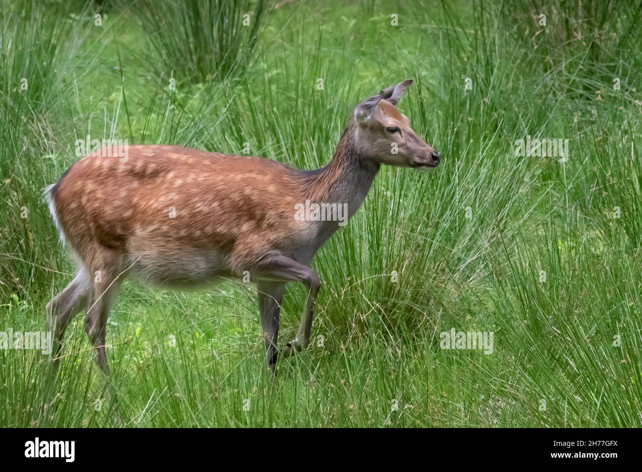 daini che camminano attraverso un campo di erba alta Foto Stock