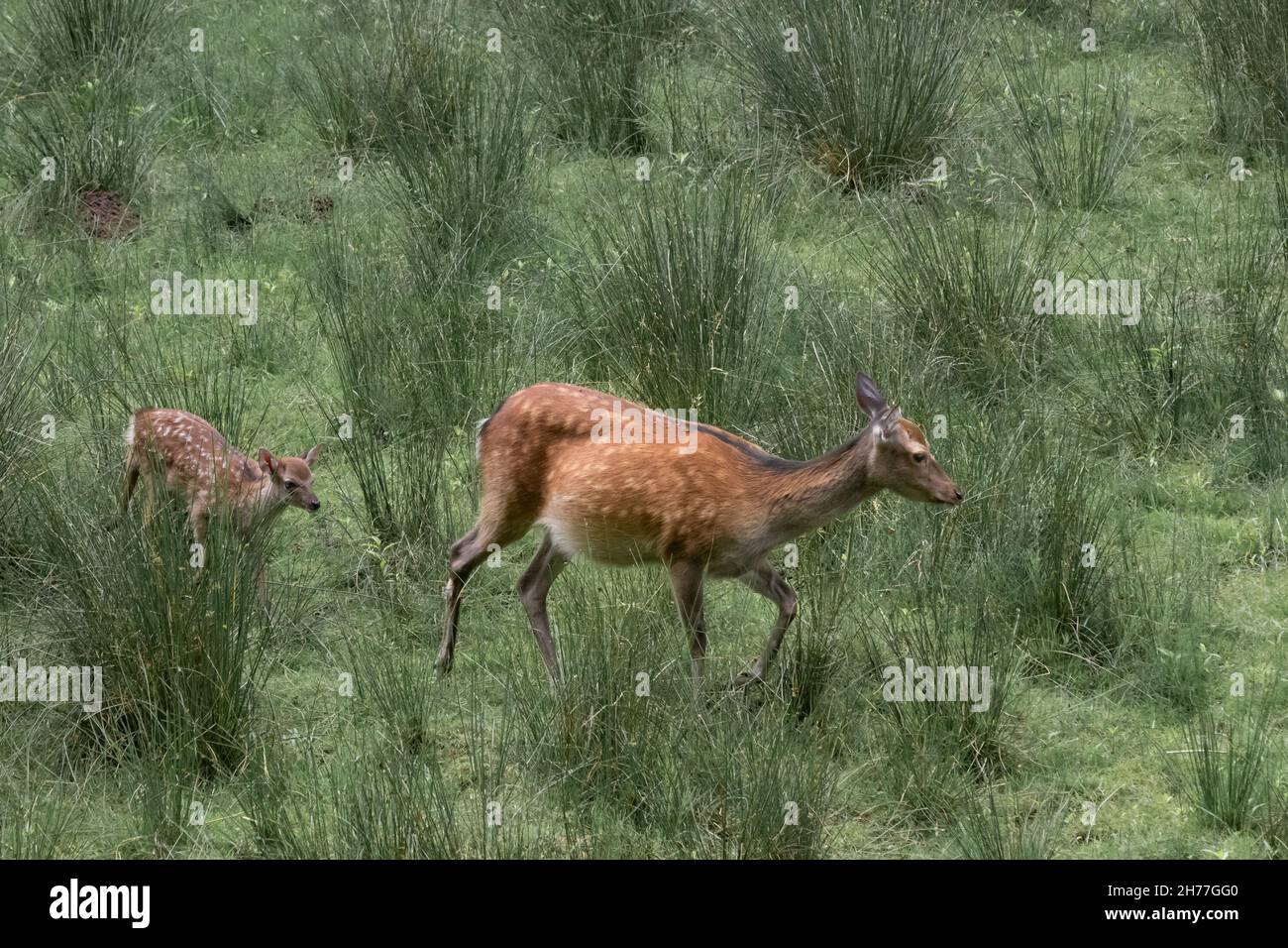 un cervo e il suo pegno Foto Stock