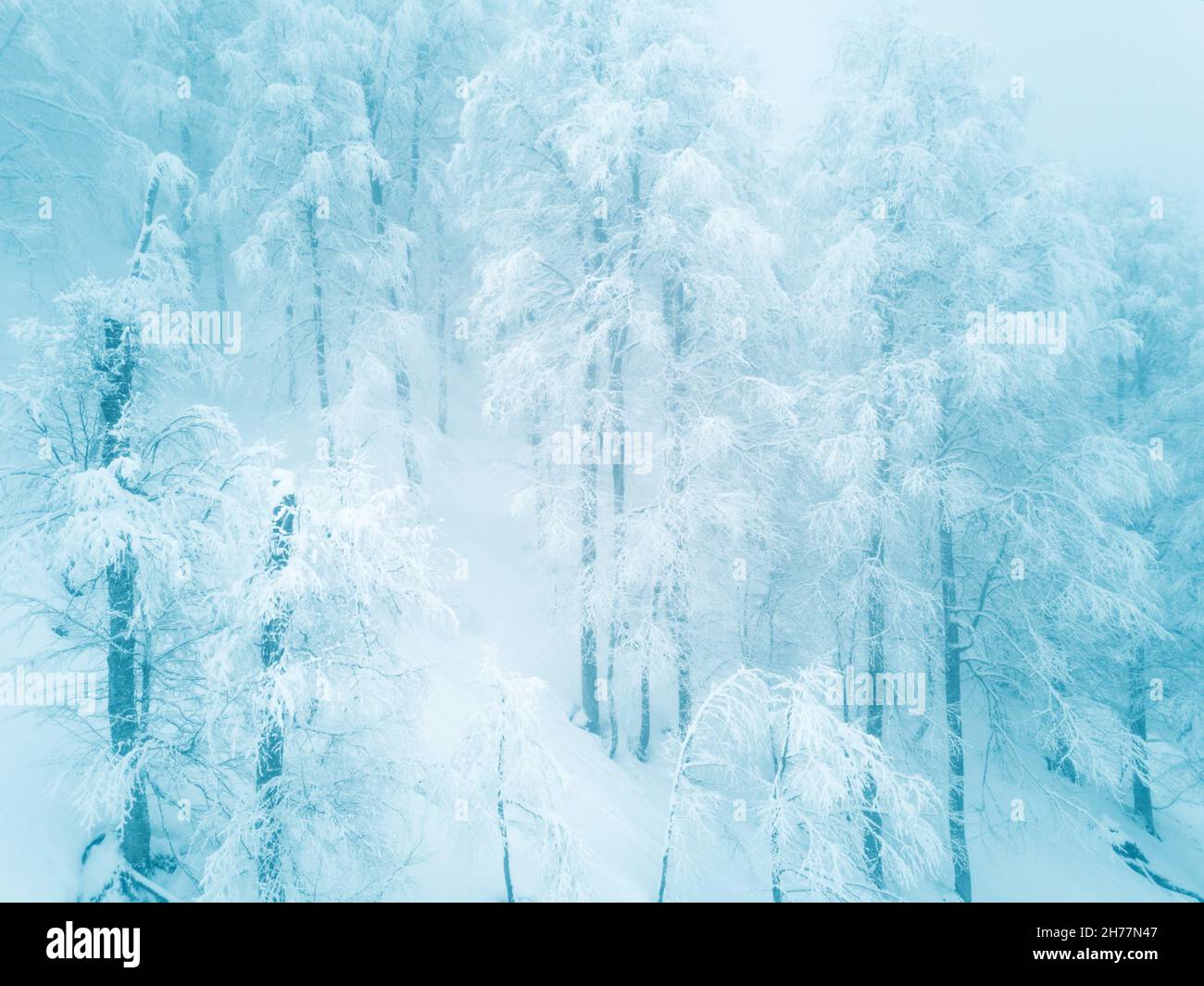 Foresta d'inverno decidua coperta di neve bellissimo paesaggio rurale Foto Stock