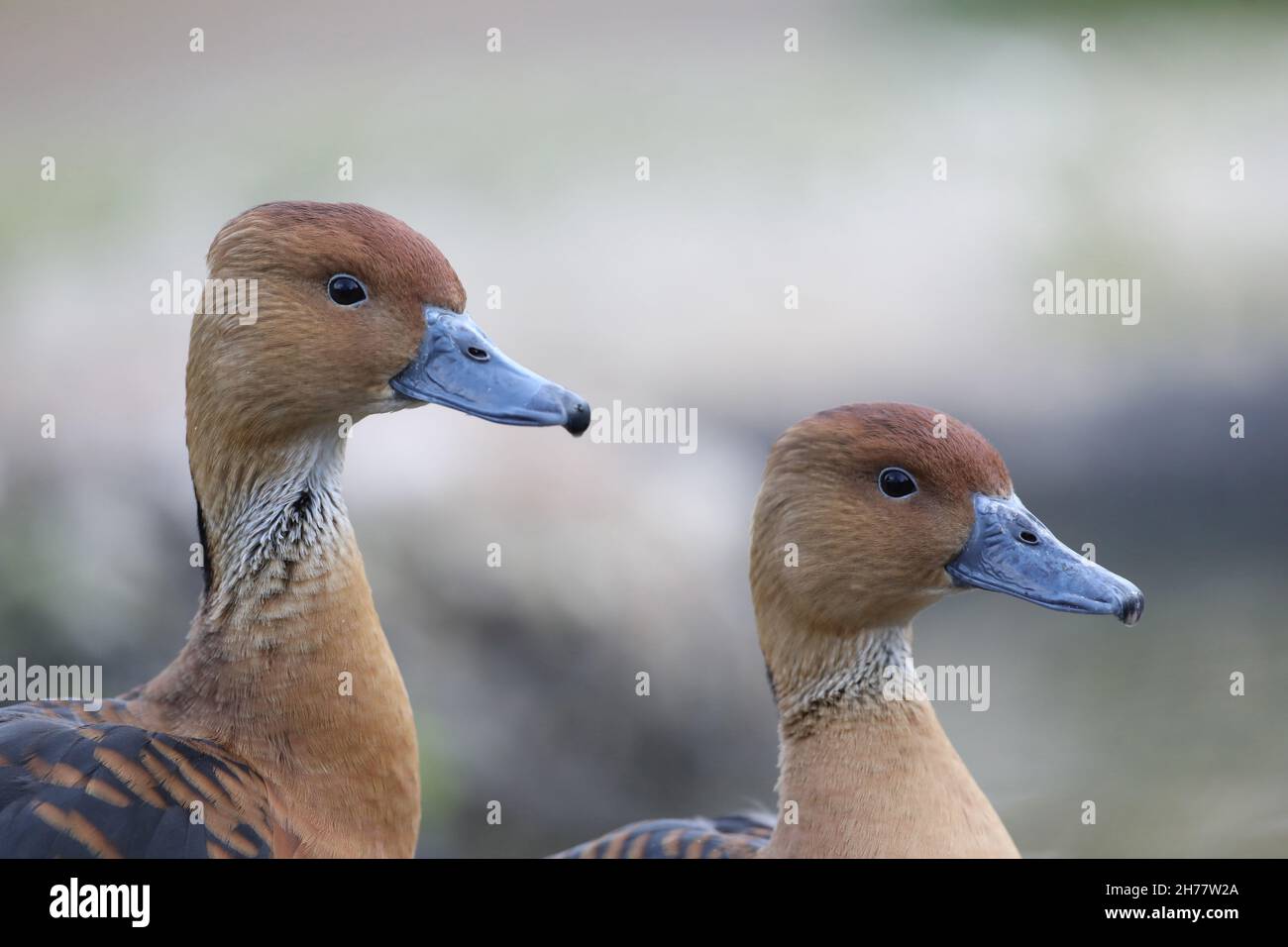 Fischio fulveo, anatre di albero (Dendrocygna bicolore). Teste True Pair. Monomorfico sessuale. Sessi uguali. Distribuzione più straordinaria di qualsiasi specie di uccelli Foto Stock